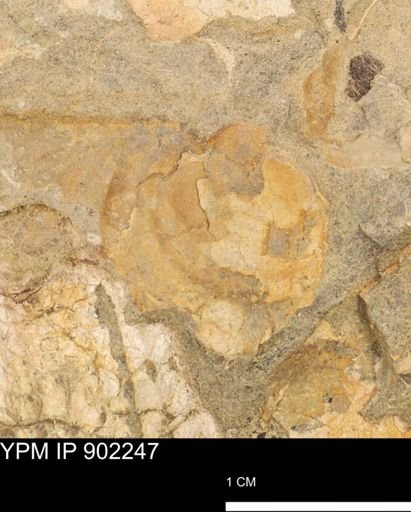 undet. Inoceramidae