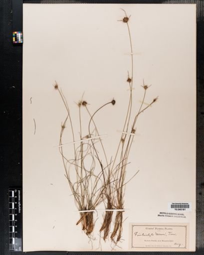 Fimbristylis