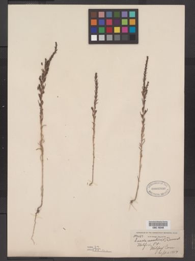 Suaeda maritima
