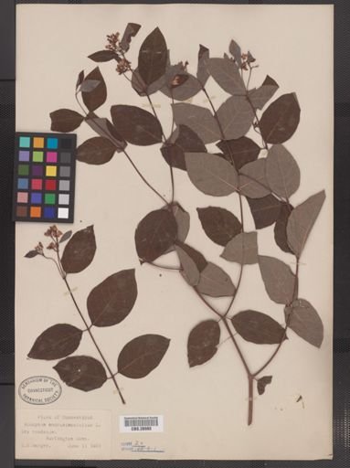 Apocynum androsaemifolium
