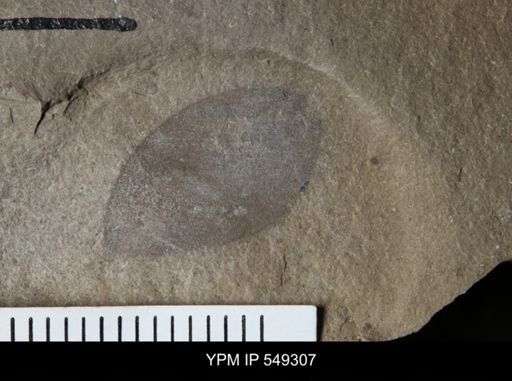 undet. Eurypterida
