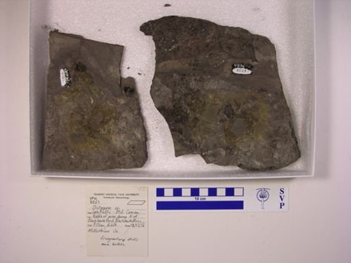 Dictyopyge sp.