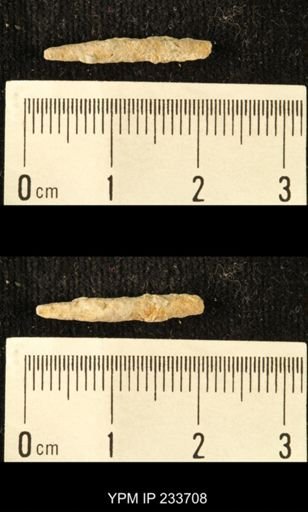 Archaeocidaris sp.