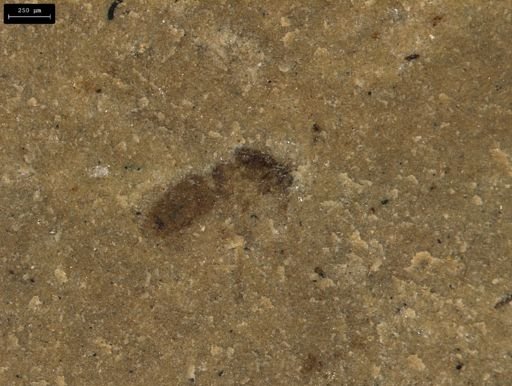 taxon undetermined