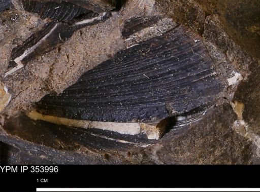 Limopsis striatopunctatus