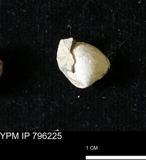 Protocardia subquadrata