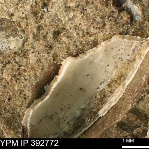 undet. Bivalvia
