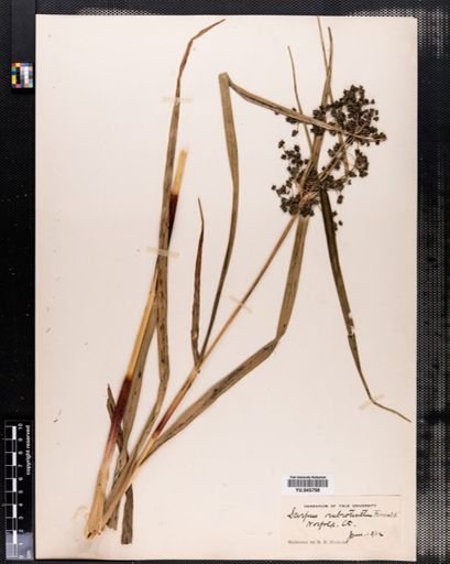 Scirpus rubrotinctus