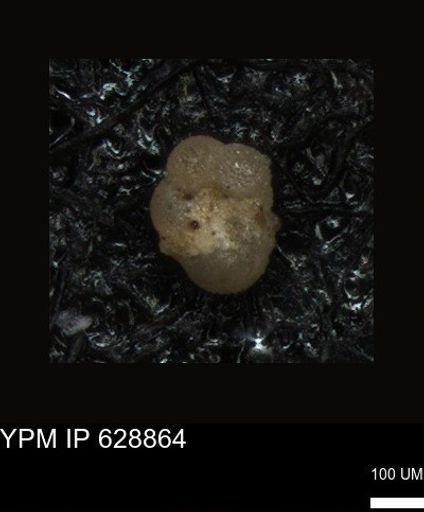 undet. Foraminiferida