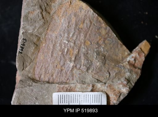 undet. Arthropoda