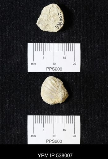 Plicatula dentonensis