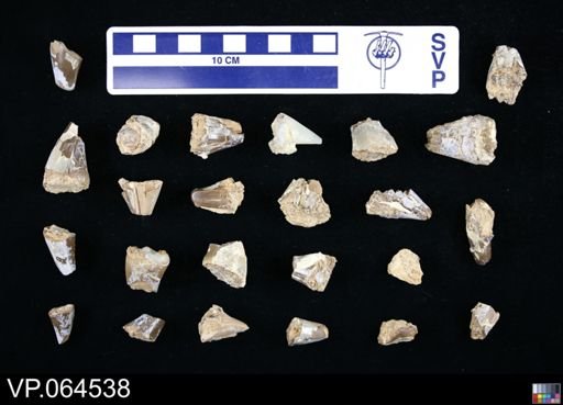 undet. Mosasauridae