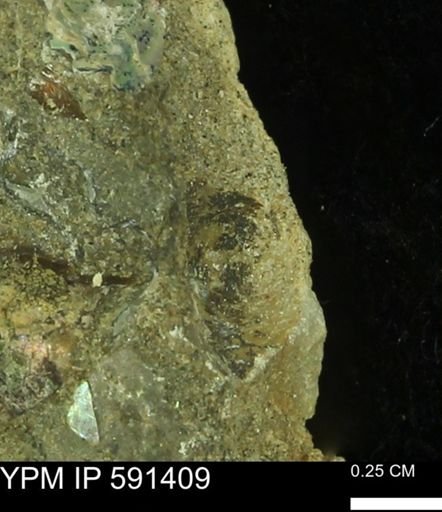 undet. Bivalvia