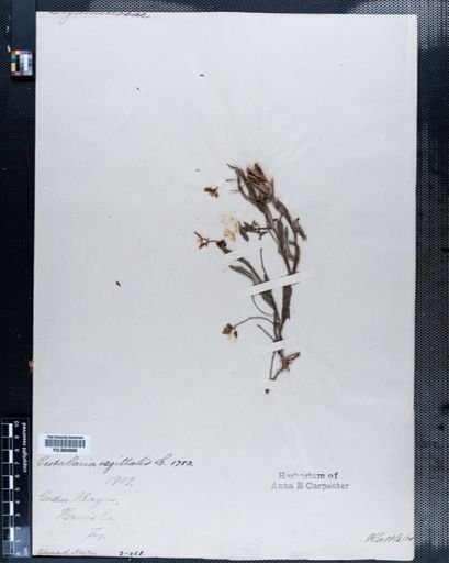 Crotalaria sagittalis