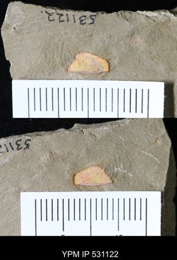 undet. Porifera