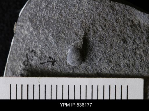 Ostracoda?