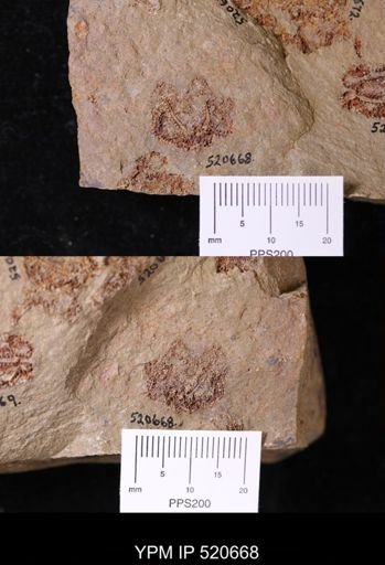 undet. Asterozoa