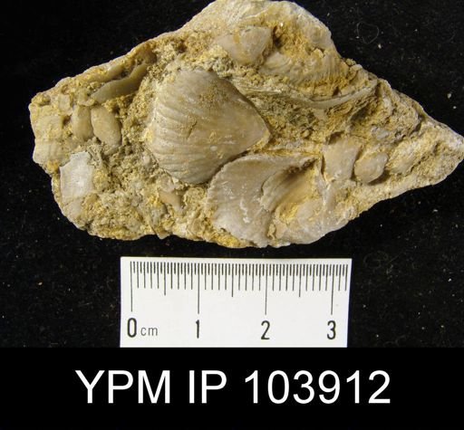 Uncinulus nucleolatus