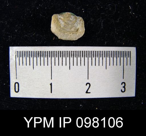 Leptaena rhomboidalis