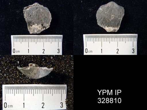 Tropidoleptus?