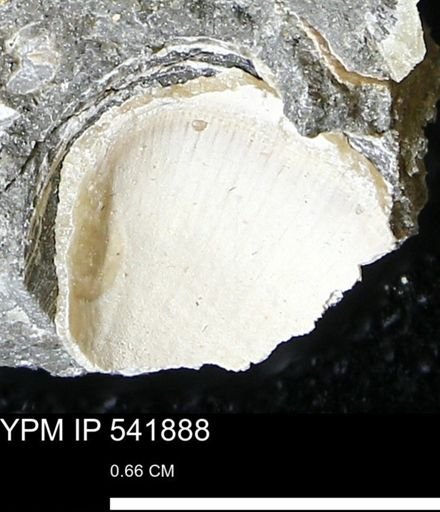 Limopsis striatopunctatus