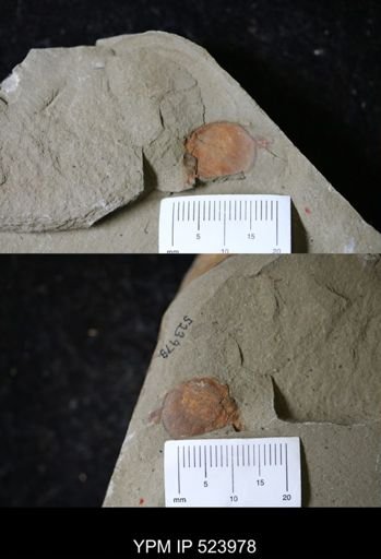 Chelicerata