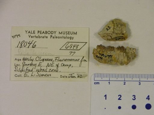 Saghatherium sp.