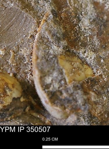Limopsis striatopunctatus