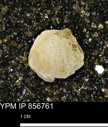 Limopsis striatopunctatus