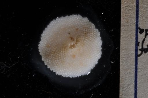 Bryozoa