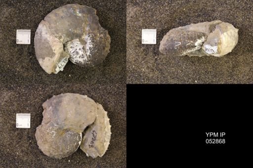 Discoscaphites gulosus