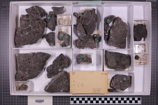 mixed taxa, stratigraphic collection