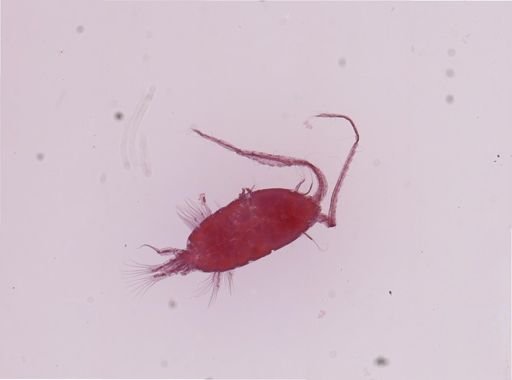 Diaptomus gatunensis