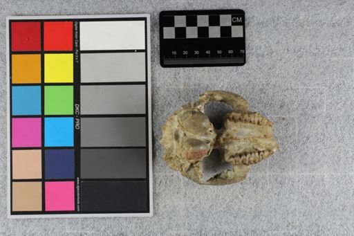 Cyclopidius (Chelonocephalus) schucherti