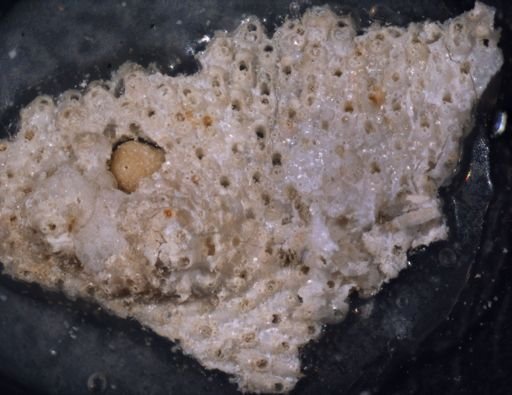 Porella porifera
