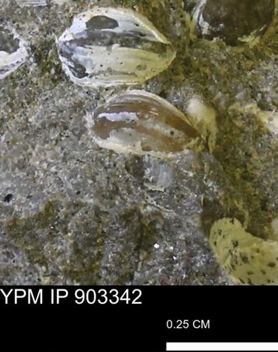 Corbulamella sp.