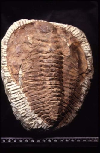 Cambropallas telesto