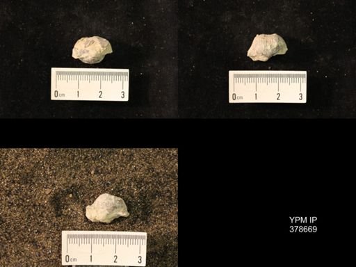 Marginifera wabashensis