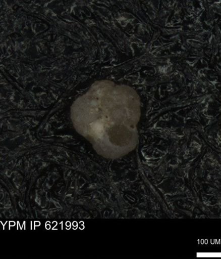 undet. Foraminiferida