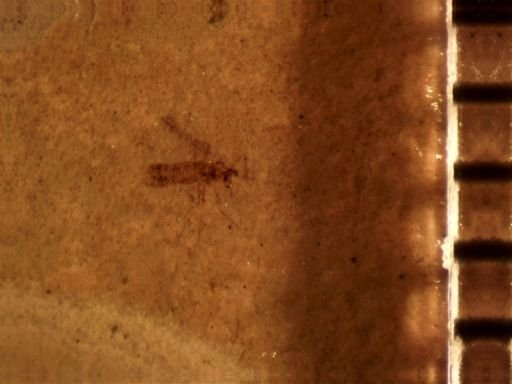Diptera?