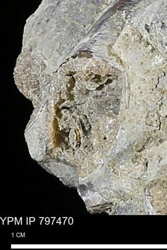 Baculites sp.