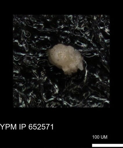 undet. Foraminiferida