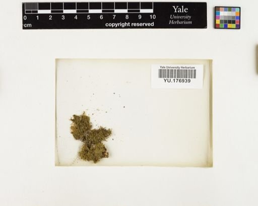 Plantae