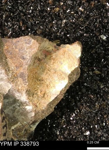 undet. Ammonoidea