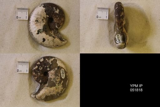 Hoploscaphites nicolletii