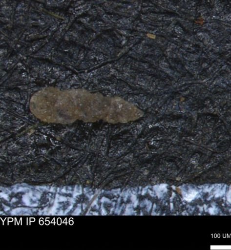 Verneuilinoides hectori