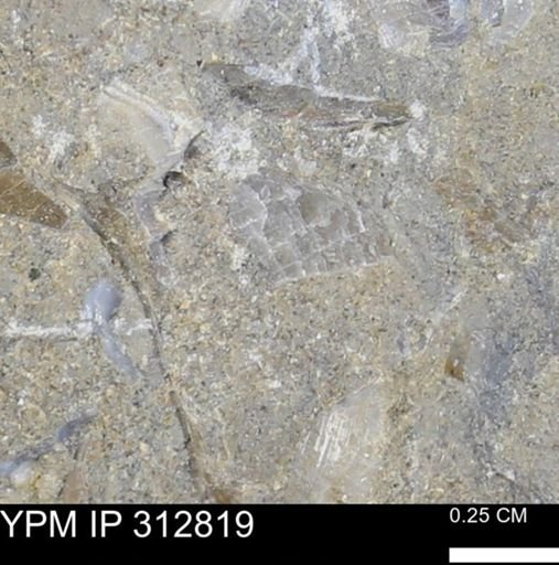 undet. Bivalvia