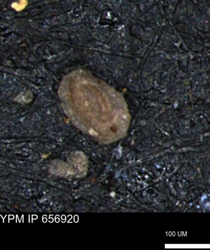 Miliammina inflata