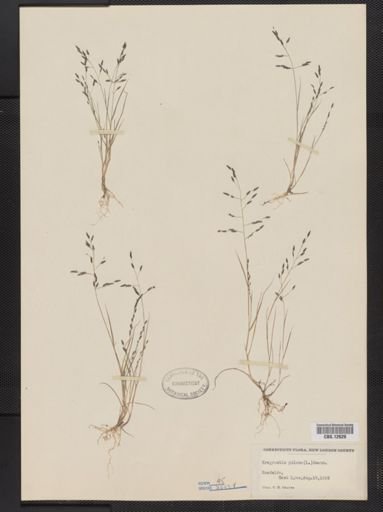 Eragrostis pilosa
