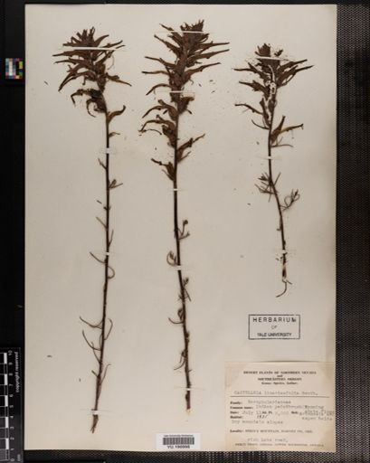 Plantae